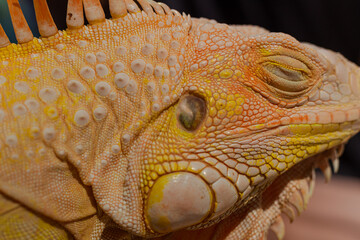 Close up of a Sleeping Orange Iguana's Head