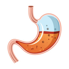 Gastric Anatomy Liquid and Digestion