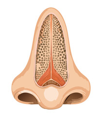 Human Uterus Anatomy Medical Diagram