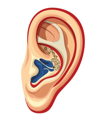 Simplified Human Ear Internal Anatomy