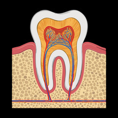 Tooth Pulp Chamber Root Canal View