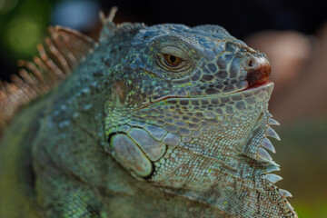 Close up of a Majestic Green Iguana's Head