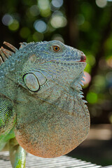 Close up of a Majestic Green Iguana's Head