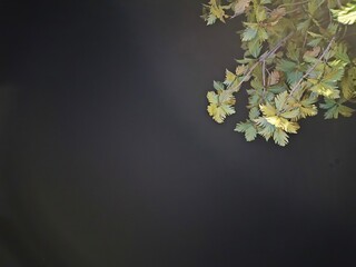 Dark Sky with Illuminated Green Tree Foliage – Tranquil Outdoor Night Scene