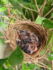 A few small black birds are sleeping in a nest on a branch.