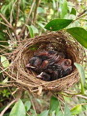 A few small black birds are sleeping in a nest on a branch.