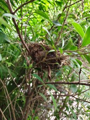 A few small black birds are sleeping in a nest on a branch.
