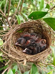 A few small black birds are sleeping in a nest on a branch.