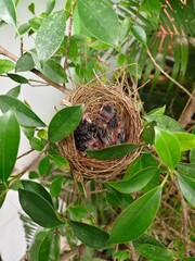 A few small black birds are sleeping in a nest on a branch.