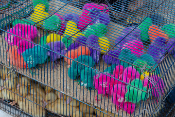 Colorful Dyed Chicks in a Cage at a Local Market