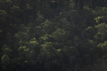Lush green forest canopy in soft fading light