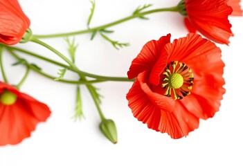 Delicate single crepe paper poppy flower, vibrant red petals, isolated on white,  texture,  event