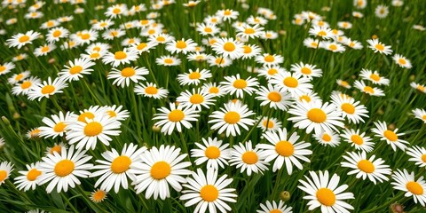 Fototapeta premium Endless field of vibrant white daisies with yellow centers, lush green spring grass background, floral, botany