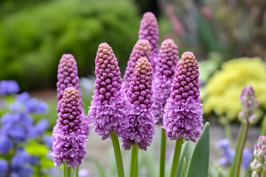 purple flowers in the garden