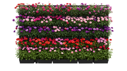 Colorful blooming flower wall in planters
