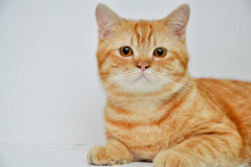 Orange Cat Portrait Looking Straight