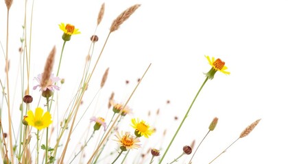 Intricate detail of wildflowers and grasses against pure white backdrop,  blossom,  field