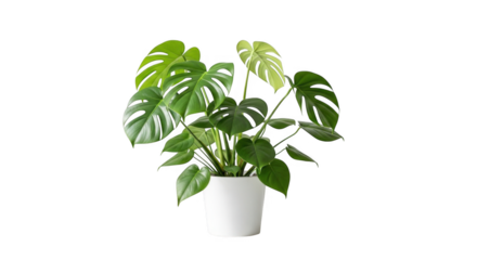 Monstera Plant PNG Image Stock Photos and Vectors