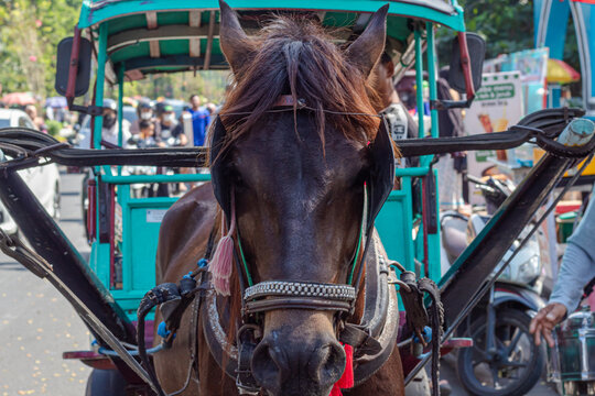 Traditional Indonesian Horse Drawn Carriage Delman Horse