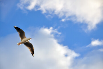 Seagull Bird Flying with Blue Sky