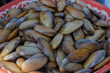 Fresh Clams or Mussels in a Red Tray at Market