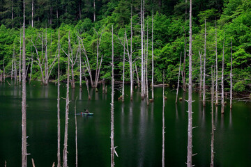 新緑に包まれた幻想的な自然湖