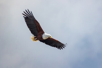 A magnificent African fish eagle, a powerful bird of prey, soars through the sky gracefully against a cloud background as it looks for prey in a river in a game reserve in South Africa.