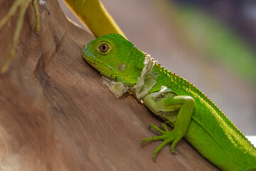Green Iguana Shedding Skin on a Wooden Branch