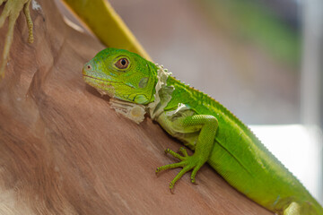 Green Iguana Shedding Skin on a Wooden Branch