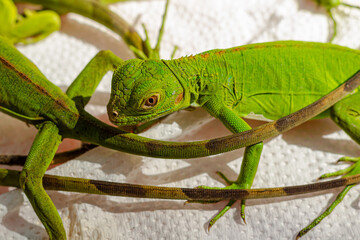 Baby Green Iguanas Crawling on a White Surface