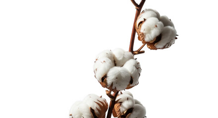 Fluffy Cotton Flowers PNG Image for Design and Product Mockups