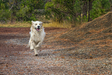 2021-12-31 A GOLDEN RETRIEVER RUNNING DOWN A GRAVEL PATH WITH A HAPPY LOOK AND FEET OFF THE GROUND IN SUN RIVER OREGON