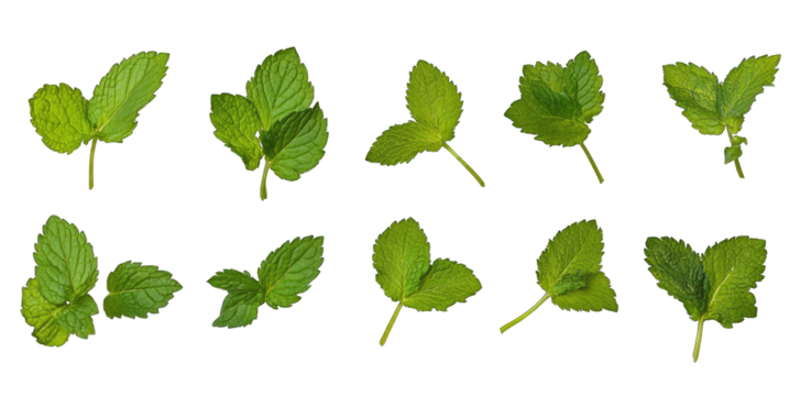 Ten Fresh Green Mint Leaves Isolated On A Transparent Background The Leaves Are Arranged In A Variety Of Positions Showing Off Their Natural Beauty