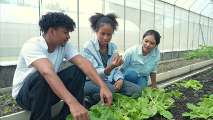 Group of young people examining lettuce plants in a greenhouse