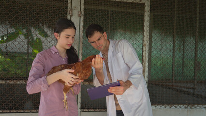 On a chicken farm, a teenager and a veterinarian are monitoring the hen growth