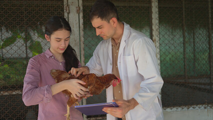On a chicken farm, a teenager and a veterinarian are monitoring the hen growth