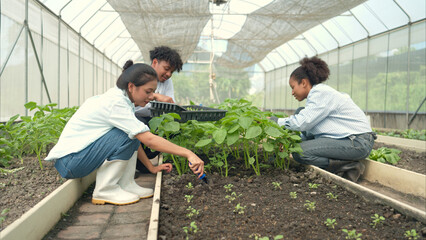 Group of young people examining lettuce plants in a greenhouse