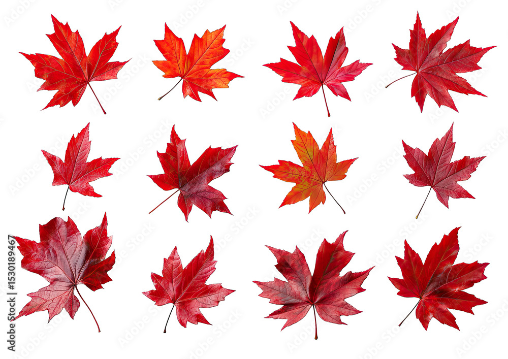 Poster twelve autumn maple leaves with various shades of red and orange arranged in a grid against a transp