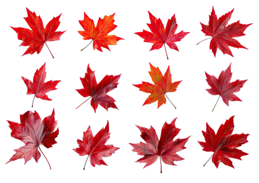 Twelve Autumn Maple Leaves With Various Shades Of Red And Orange Arranged In A Grid Against A Transparent Background