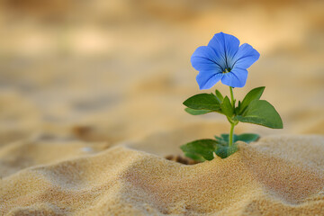 flower on the sand