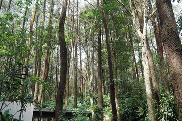 green tropical forest beautiful landscape