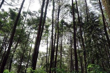 Obraz premium green tropical forest with sunlight