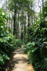 green tropical forest with sunlight