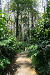 green park and beautiful forest 