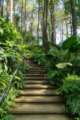 green forest tree and nature garden 