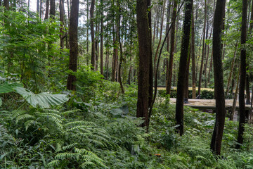 green forest tree and nature garden 