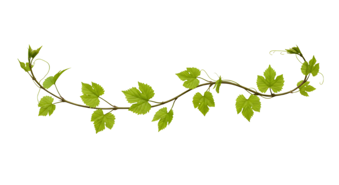 PNG Ivy Vine Branch Isolated