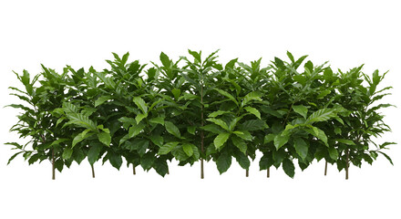  Fresh Green Tea Bush Leaves Isolated PNG