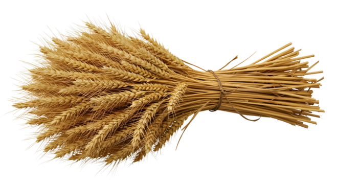 png Wheat Sheaf Bundle Isolated
