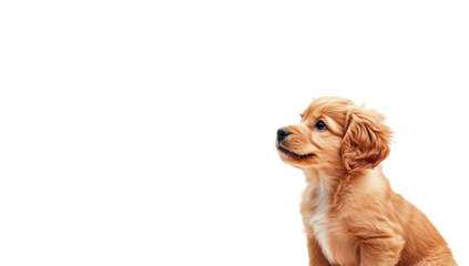 Adorable puppy looking up